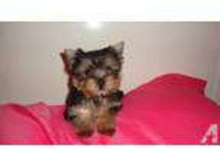 Yorkshire Terrier Puppy for sale in DALLAS, TX, USA