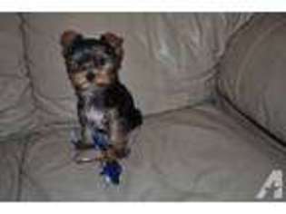 Yorkshire Terrier Puppy for sale in HILLSBORO, OR, USA