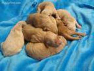 Goldendoodle Puppy for sale in Newdale, ID, USA