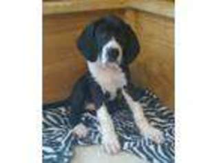 Great Dane Puppy for sale in Indian Mound, TN, USA