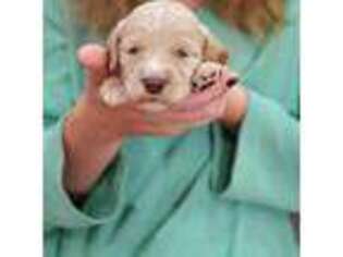 Goldendoodle Puppy for sale in Crawfordsville, IA, USA
