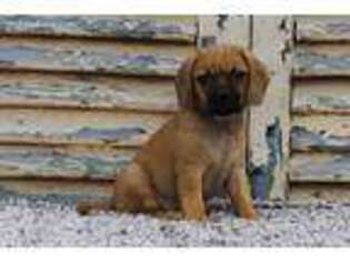 Puggle Puppy for sale in Eden Valley, MN, USA