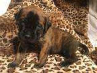 Mastiff Puppy for sale in Junction City, OR, USA