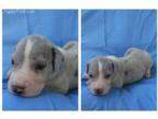 Great Dane Puppy for sale in Waverly Hall, GA, USA