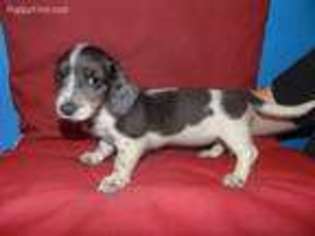 Dachshund Puppy for sale in Hughes Springs, TX, USA