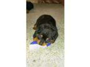 Rottweiler Puppy for sale in Memphis, MO, USA
