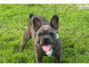 French Bulldog Puppy for sale in Lawrence, KS, USA