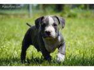 Mutt Puppy for sale in Albion, IN, USA
