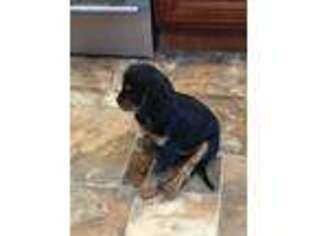 Cavalier King Charles Spaniel Puppy for sale in Schenectady, NY, USA