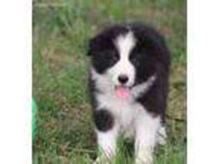 Border Collie Puppy for sale in Bloomfield, MO, USA