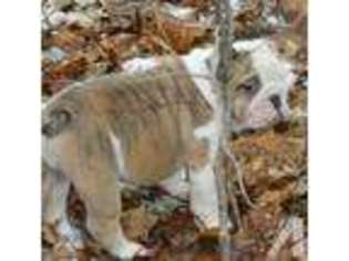 Bulldog Puppy for sale in SAINT CLOUD, MN, USA