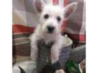 West Highland White Terrier Puppy for sale in Magnolia, KY, USA