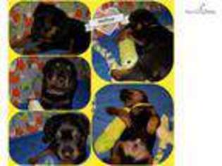 Rottweiler Puppy for sale in Peoria, IL, USA