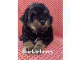Cavachon Puppy for sale in Columbia, TN, USA