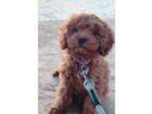 Cavapoo Puppy for sale in Harrisonville, MO, USA