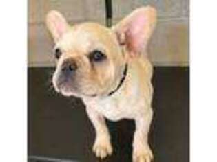 French Bulldog Puppy for sale in Booneville, AR, USA