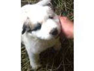 Great Pyrenees Puppy for sale in Friendship, NY, USA