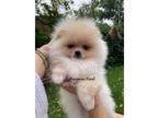 Pomeranian Puppy for sale in Arnold, MO, USA
