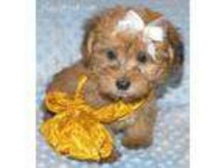 Mutt Puppy for sale in Irvona, PA, USA