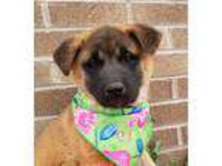 Akita Puppy for sale in Grabill, IN, USA