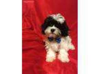 Shih-Poo Puppy for sale in Springfield, OH, USA
