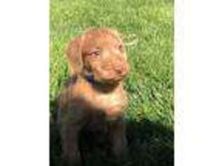 Vizsla Puppy for sale in Glen Carbon, IL, USA