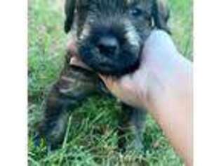 Mutt Puppy for sale in Dime Box, TX, USA