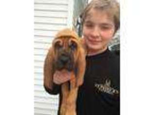 Bloodhound Puppy for sale in Chesterland, OH, USA