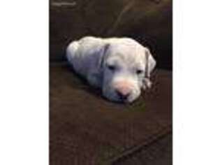 Dogo Argentino Puppy for sale in Canon City, CO, USA