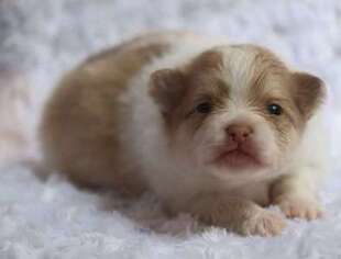 Pomeranian Puppy for sale in BELFAIR, WA, USA