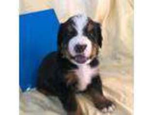 Bernese Mountain Dog Puppy for sale in Coeur D Alene, ID, USA