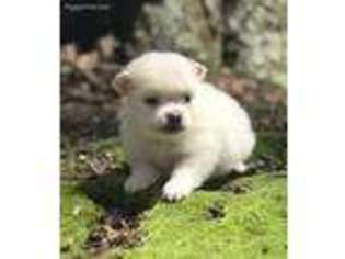 Pomeranian Puppy for sale in Statham, GA, USA