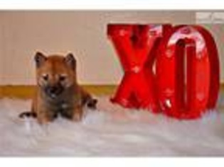 Shiba Inu Puppy for sale in Worcester, MA, USA