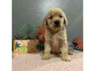Golden Retriever Puppy for sale in Cocoa Beach, FL, USA