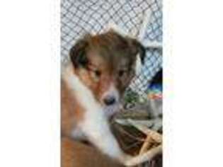Shetland Sheepdog Puppy for sale in Claudville, VA, USA