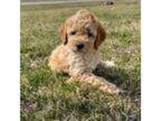 Mutt Puppy for sale in Breese, IL, USA