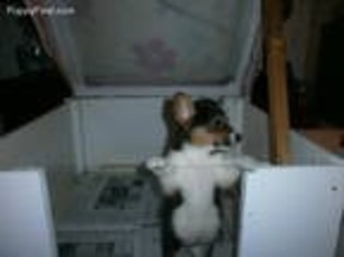 Pembroke Welsh Corgi Puppy for sale in Concrete, WA, USA