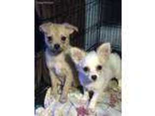 Chihuahua Puppy for sale in Columbus, OH, USA