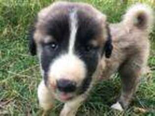 Anatolian Shepherd Puppy for sale in Rathdrum, ID, USA