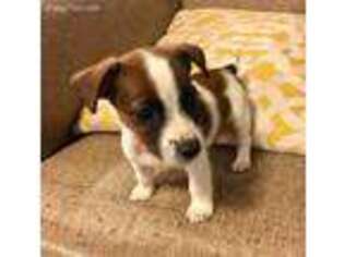 Jack Russell Terrier Puppy for sale in Dry Prong, LA, USA