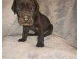 Great Dane Puppy for sale in Ellsworth, ME, USA