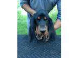 Black and Tan Coonhound Puppy for sale in Fredericksburg, TX, USA