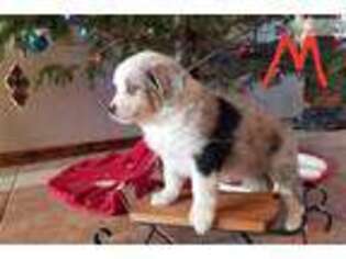 Miniature Australian Shepherd Puppy for sale in Janesville, WI, USA