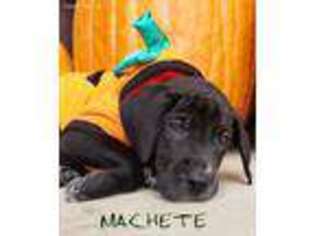 Great Dane Puppy for sale in Creston, OH, USA