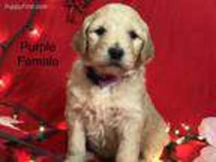 Goldendoodle Puppy for sale in Pima, AZ, USA