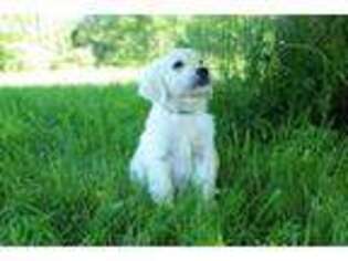 Mutt Puppy for sale in Chester, VT, USA