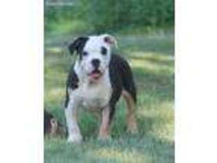 Olde English Bulldogge Puppy for sale in Navasota, TX, USA