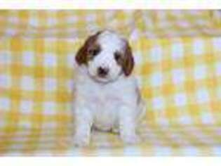 Goldendoodle Puppy for sale in Nappanee, IN, USA