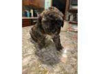 Cavapoo Puppy for sale in Coeur D Alene, ID, USA