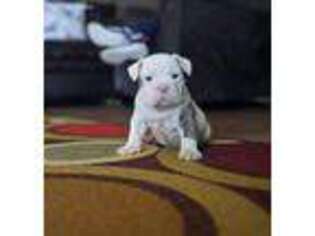 Olde English Bulldogge Puppy for sale in Columbiana, AL, USA